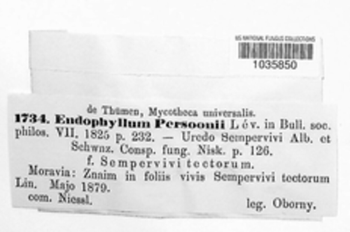 Endophyllum image